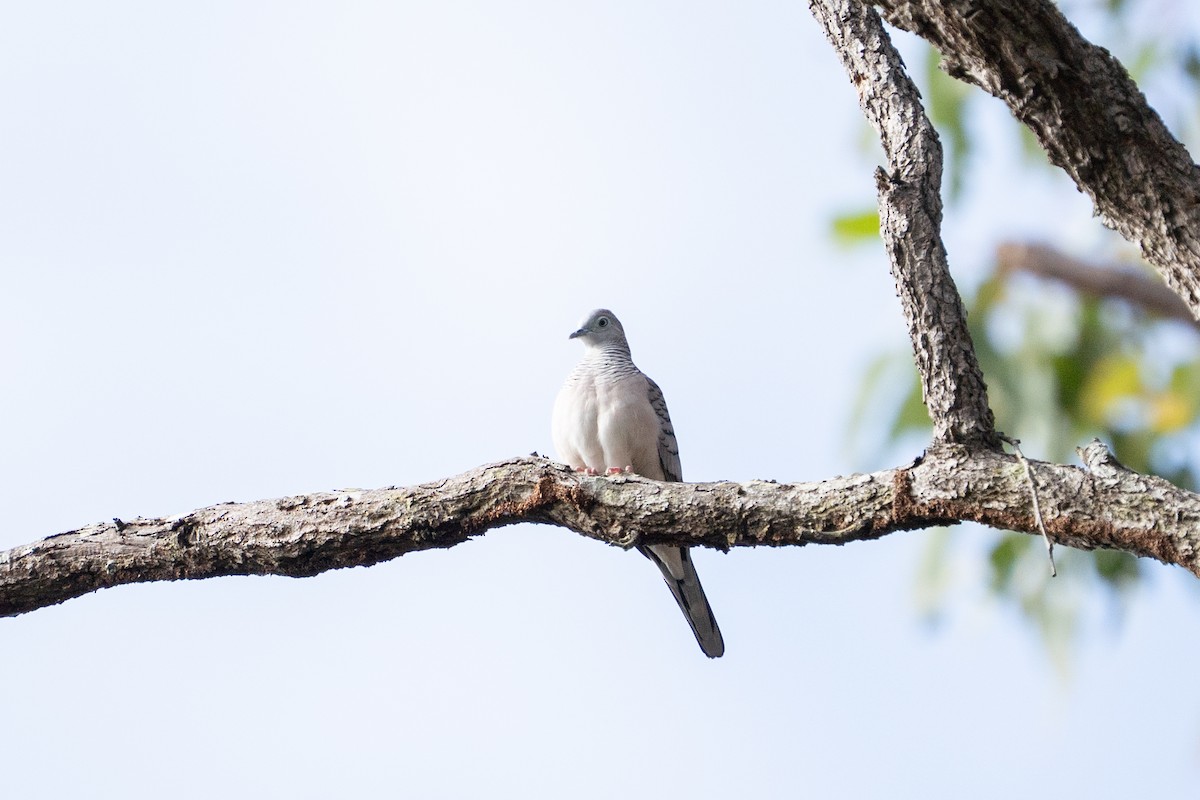 Peaceful Dove - ML636156442
