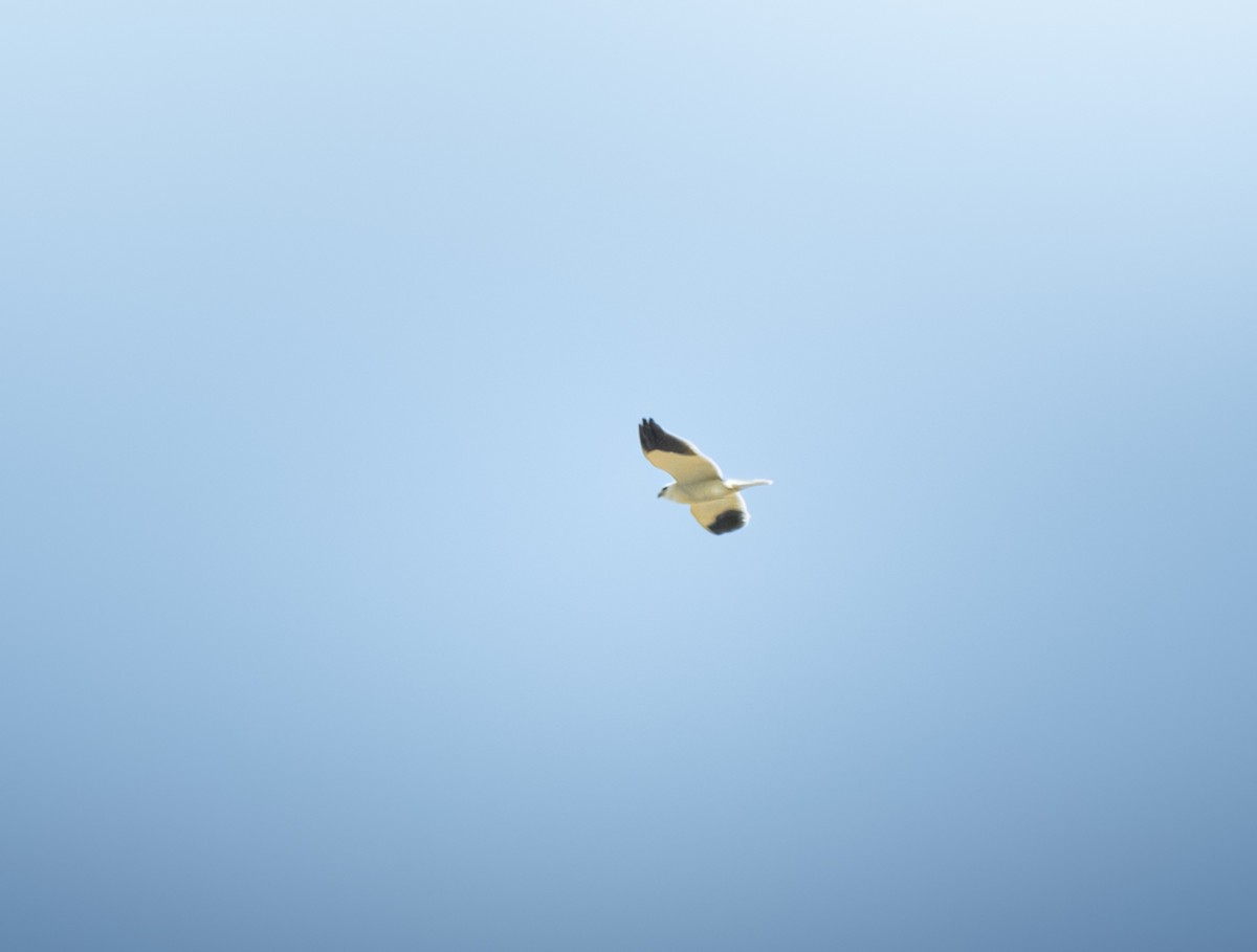 Black-winged Kite - ML636156495