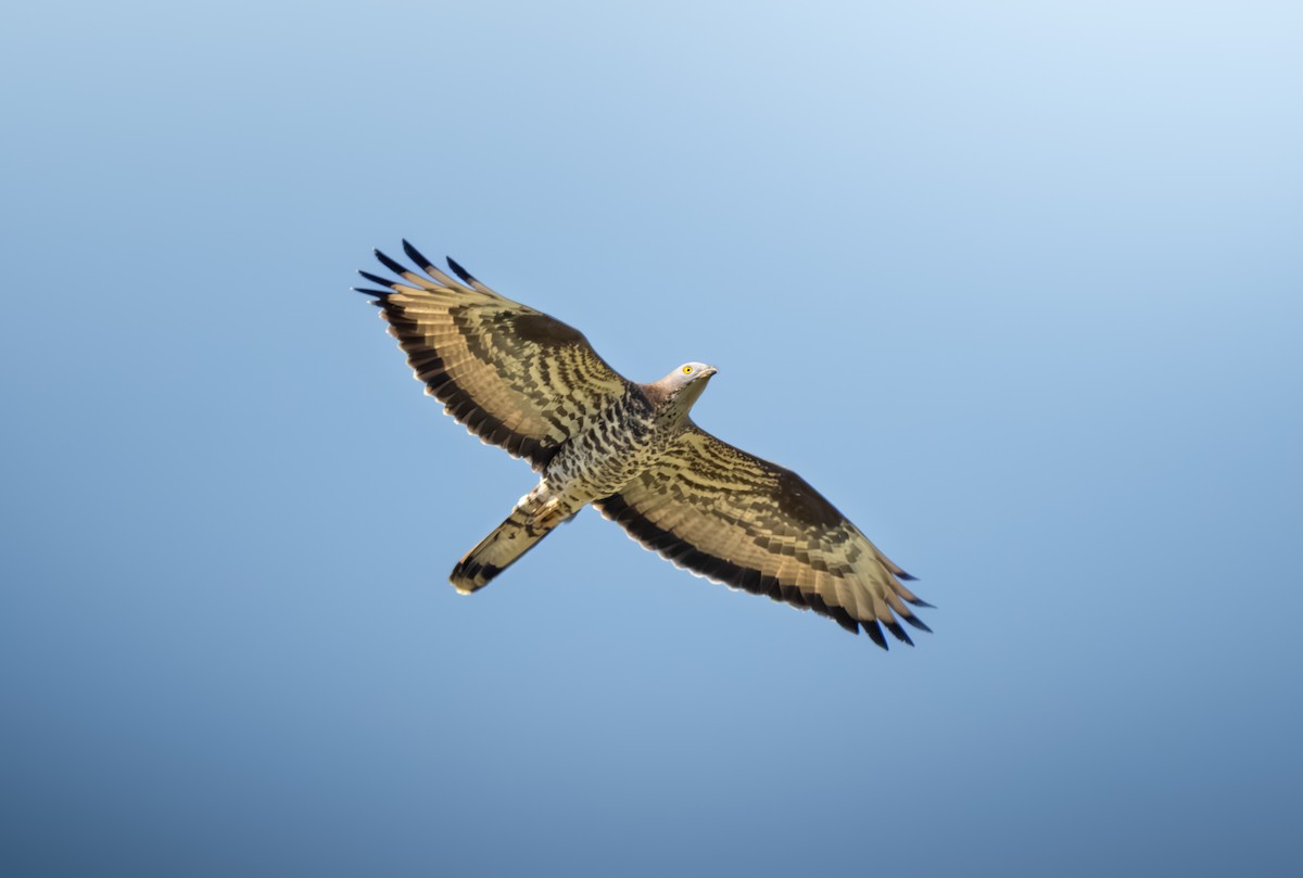 European Honey-buzzard - ML636156496