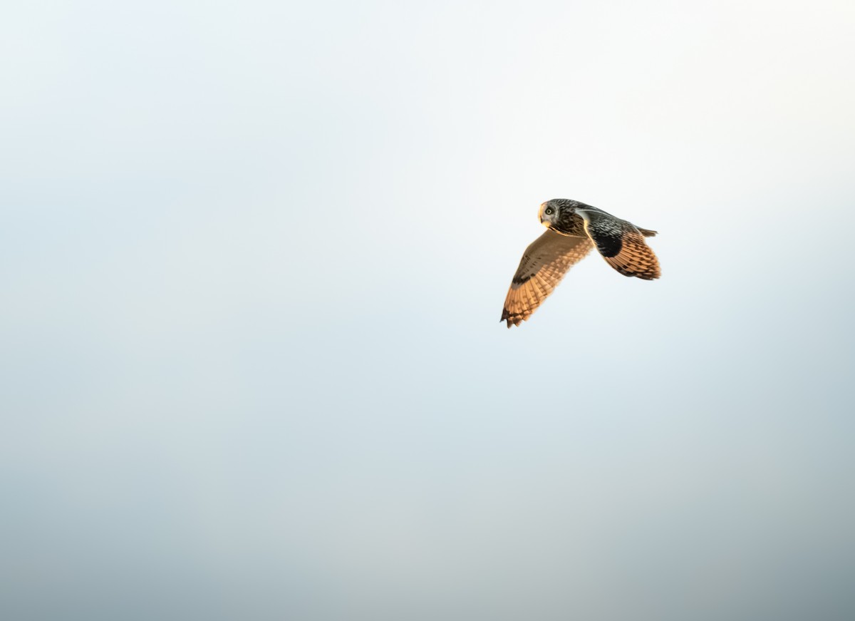 Short-eared Owl - ML636156501