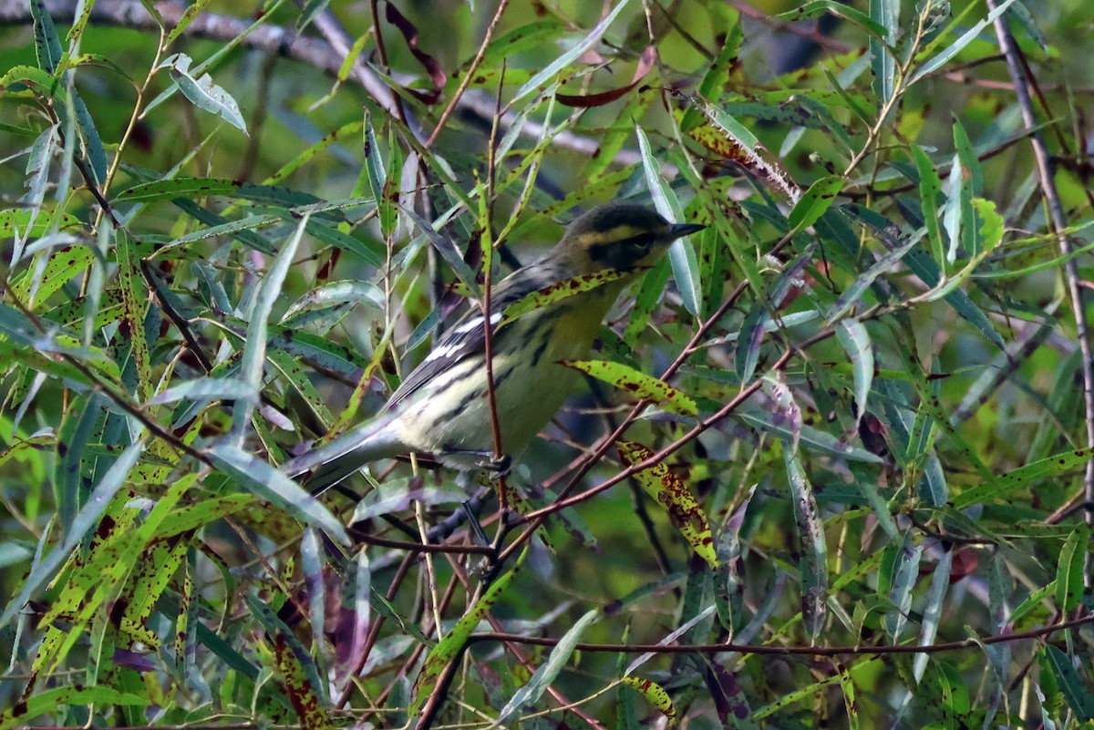 Blackburnian Warbler - ML636156536