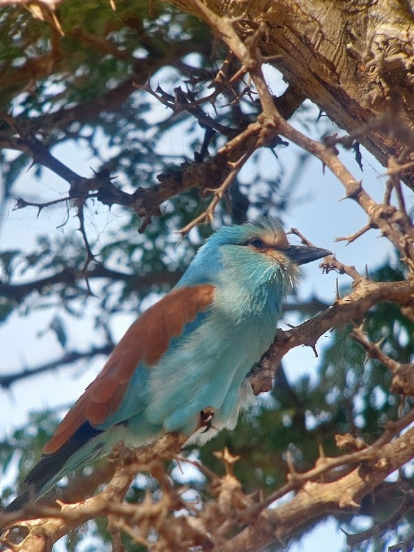 Abyssinian Roller - ML636156581