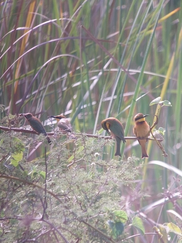 Little Bee-eater - ML636156592