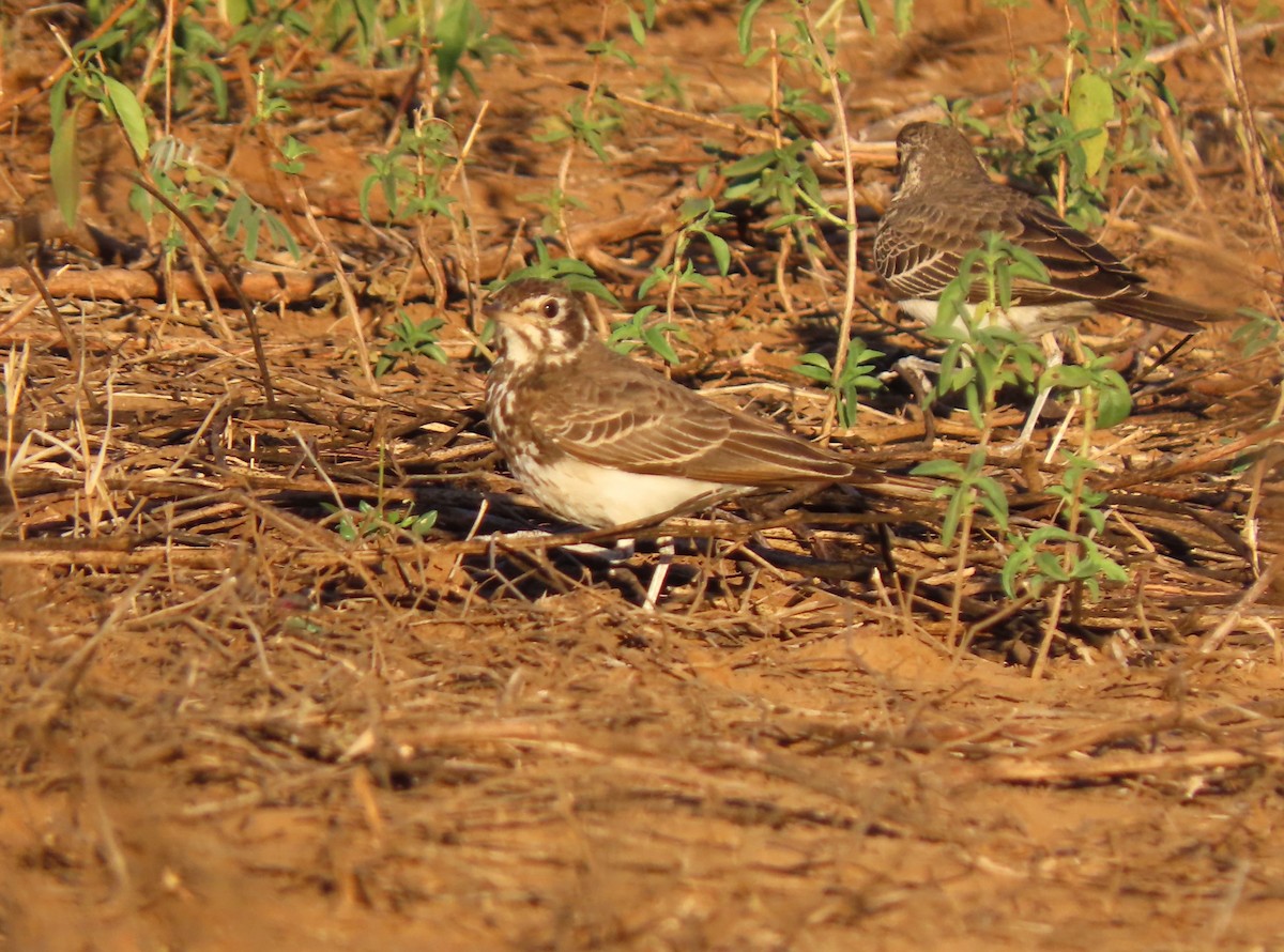 Dusky Lark - ML636156763