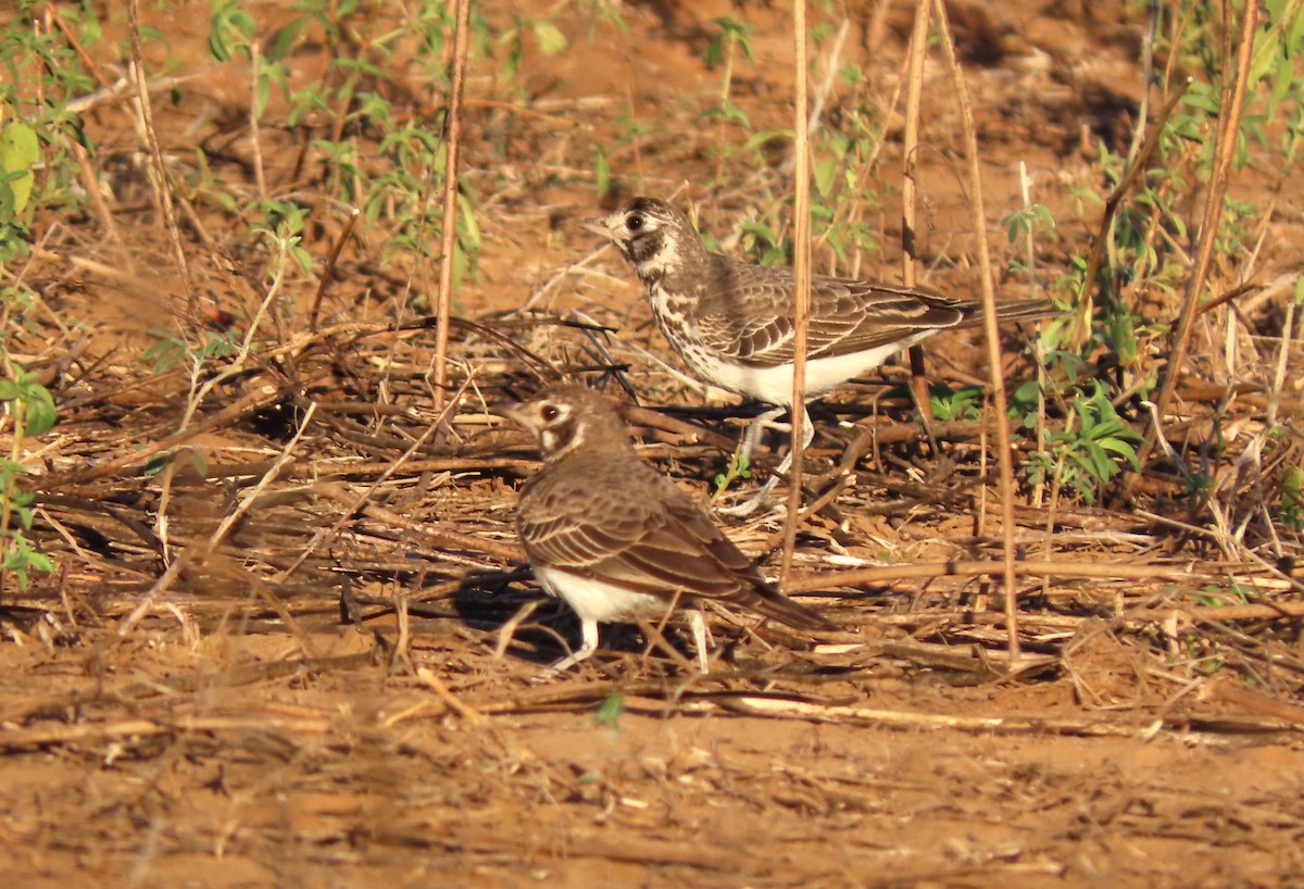 Dusky Lark - ML636156764