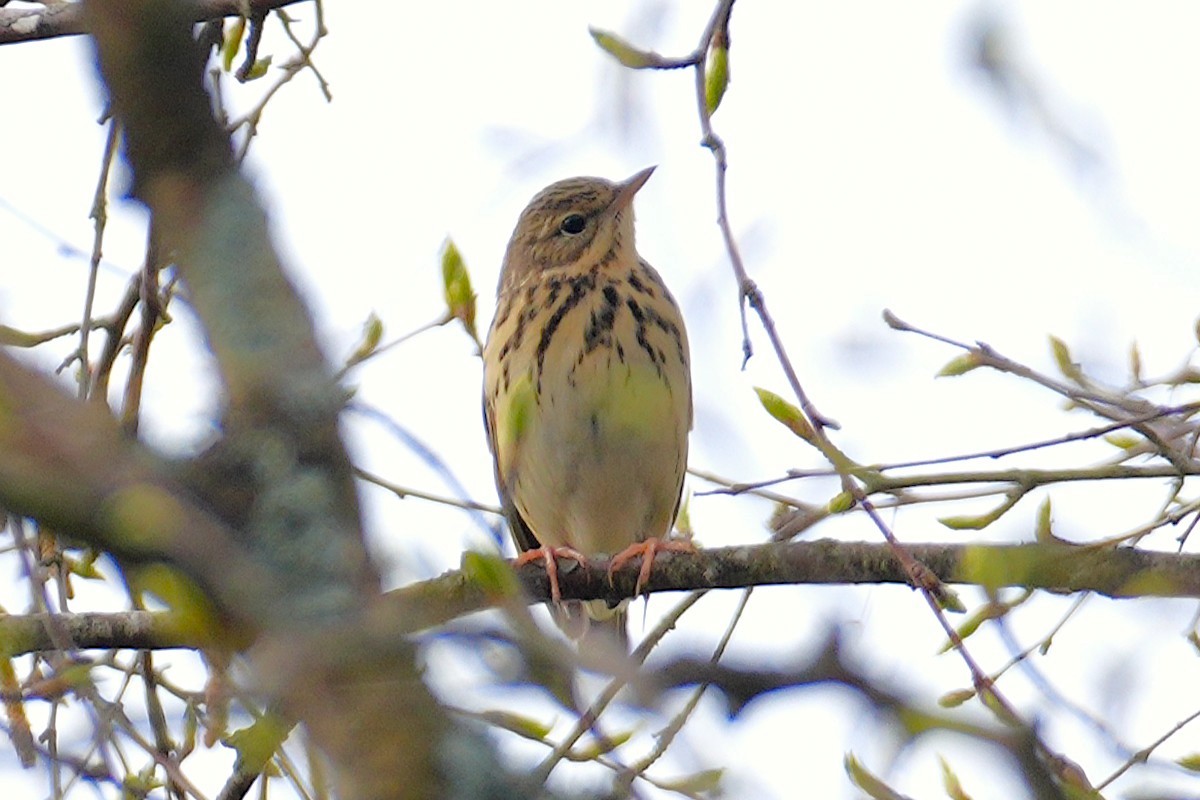 Tree Pipit - ML636156767