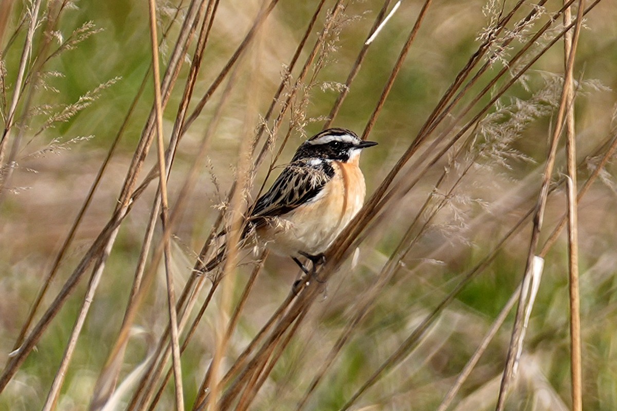 Whinchat - ML636156775