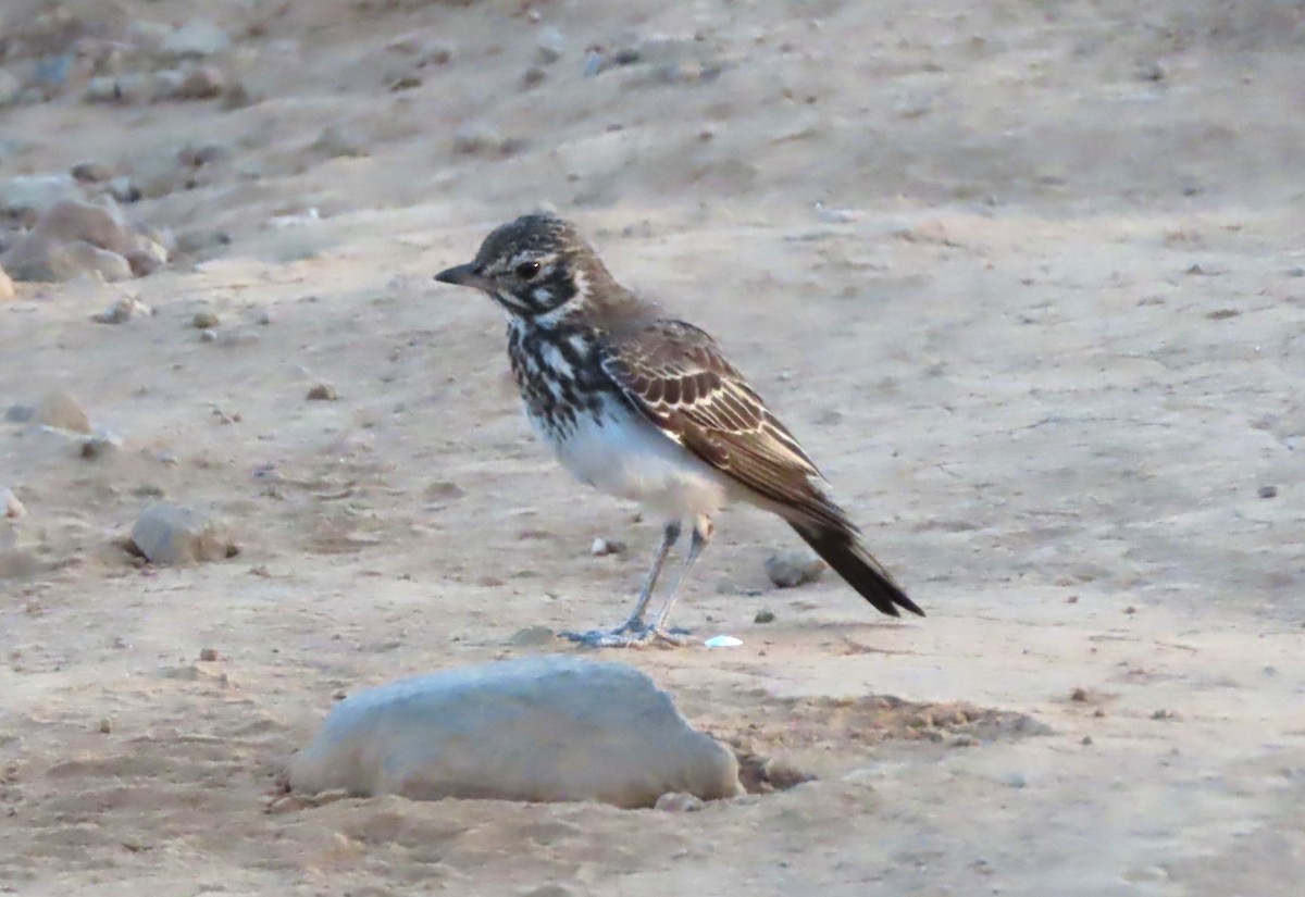 Dusky Lark - ML636156822