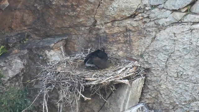 Black Stork - ML636156894