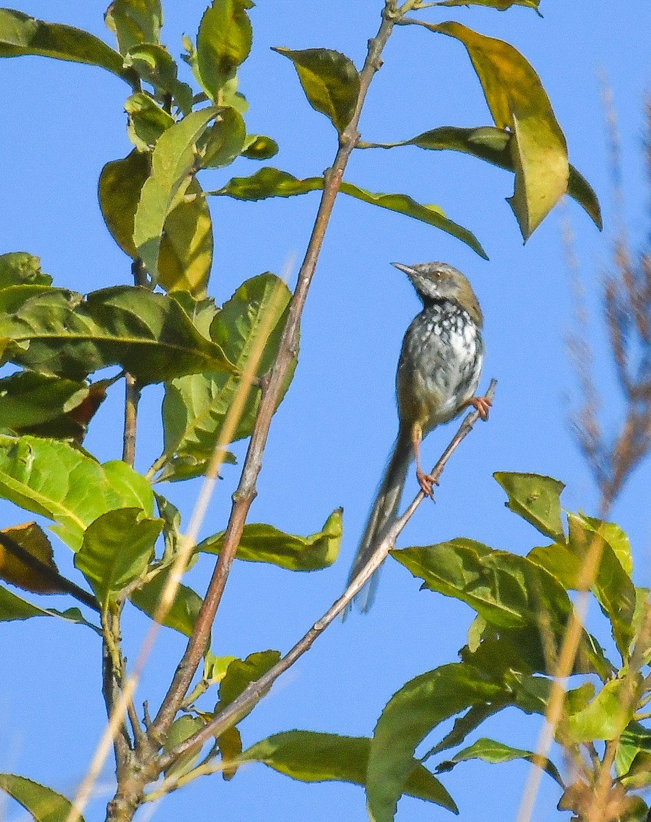 Rufous-crowned Prinia - ML636156955