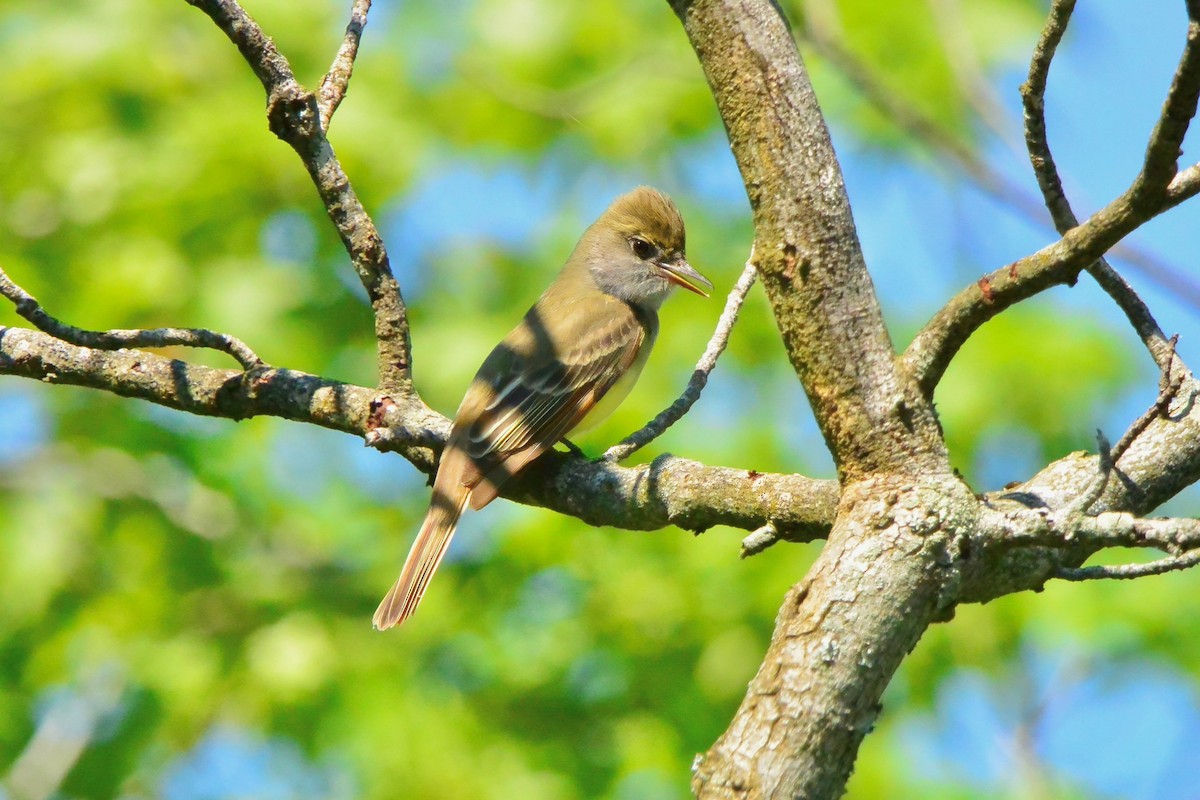 Great Crested Flycatcher - ML636156988