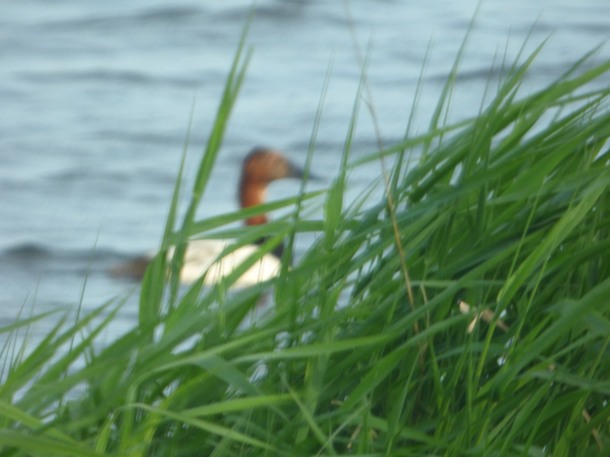 Canvasback - ML636157010
