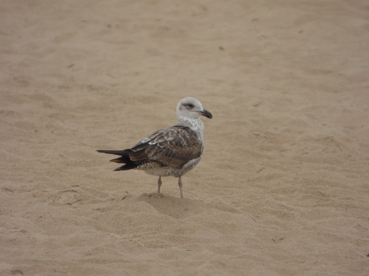 Lesser Black-backed Gull - ML636157047