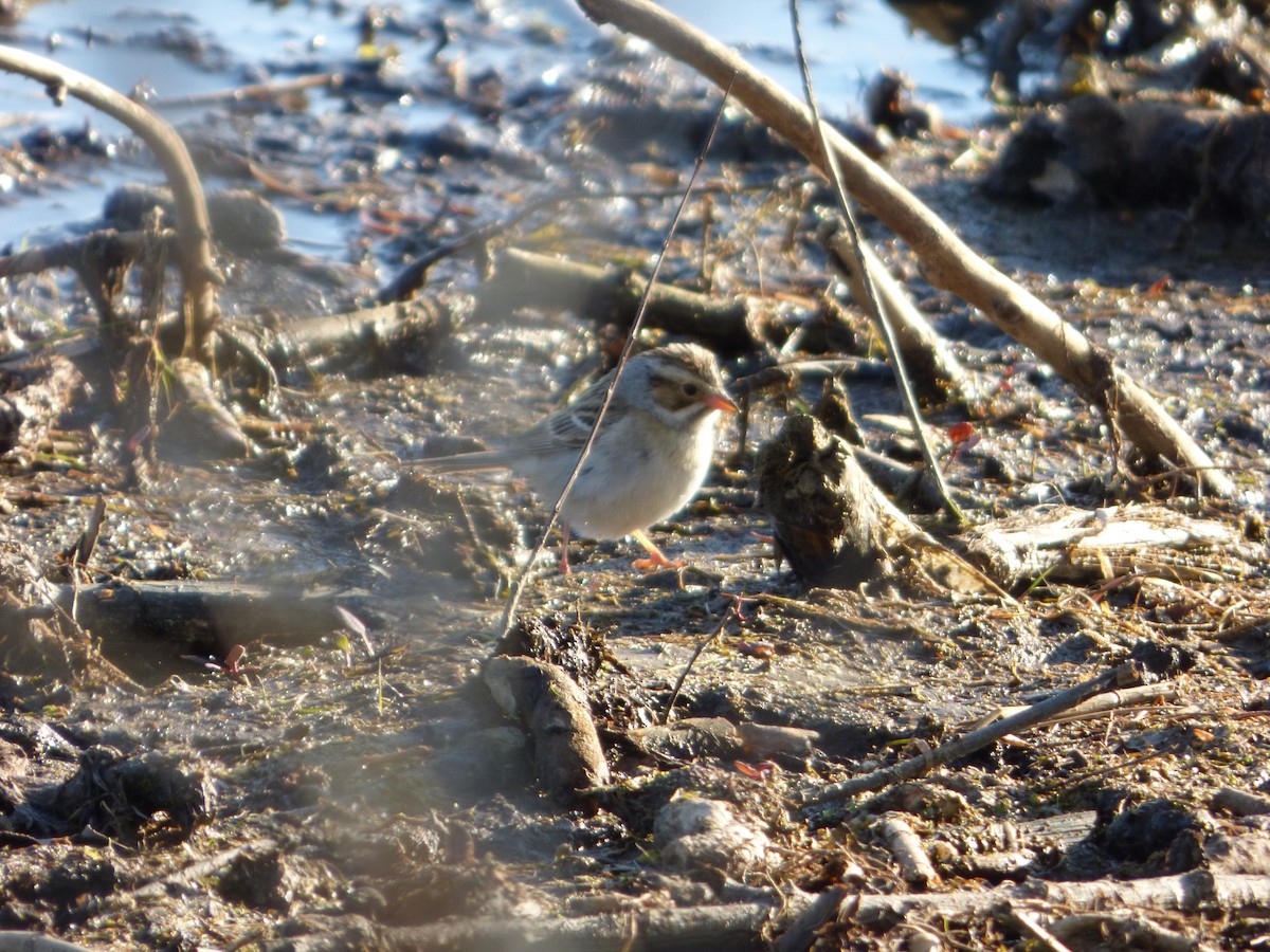 Clay-colored Sparrow - ML636157091