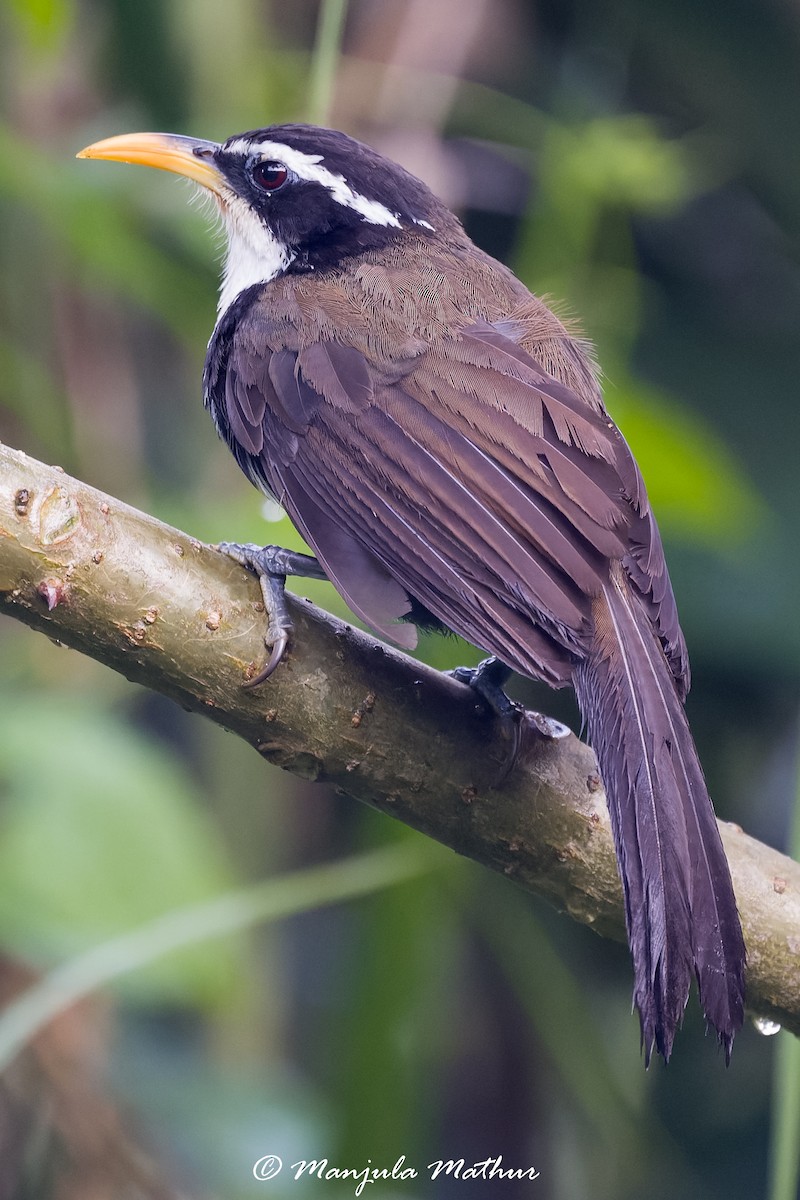 Indian Scimitar-Babbler - ML636157096