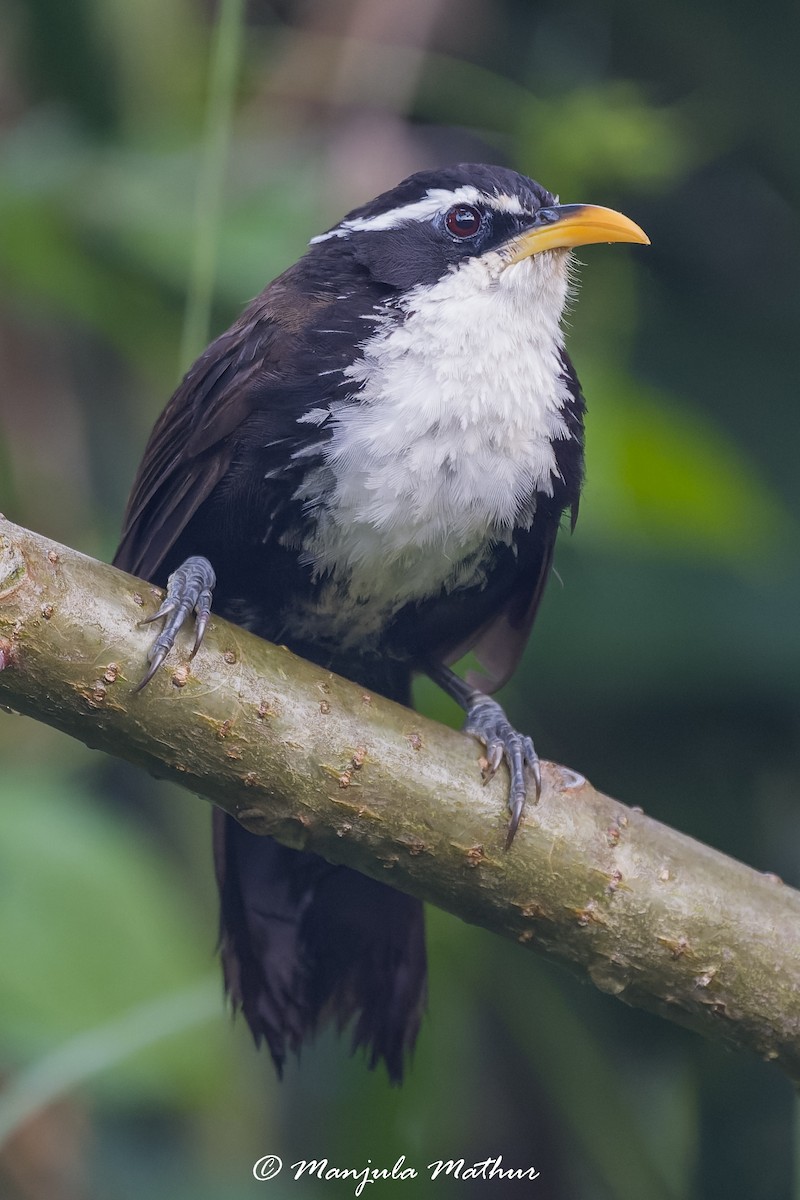 Indian Scimitar-Babbler - ML636157099