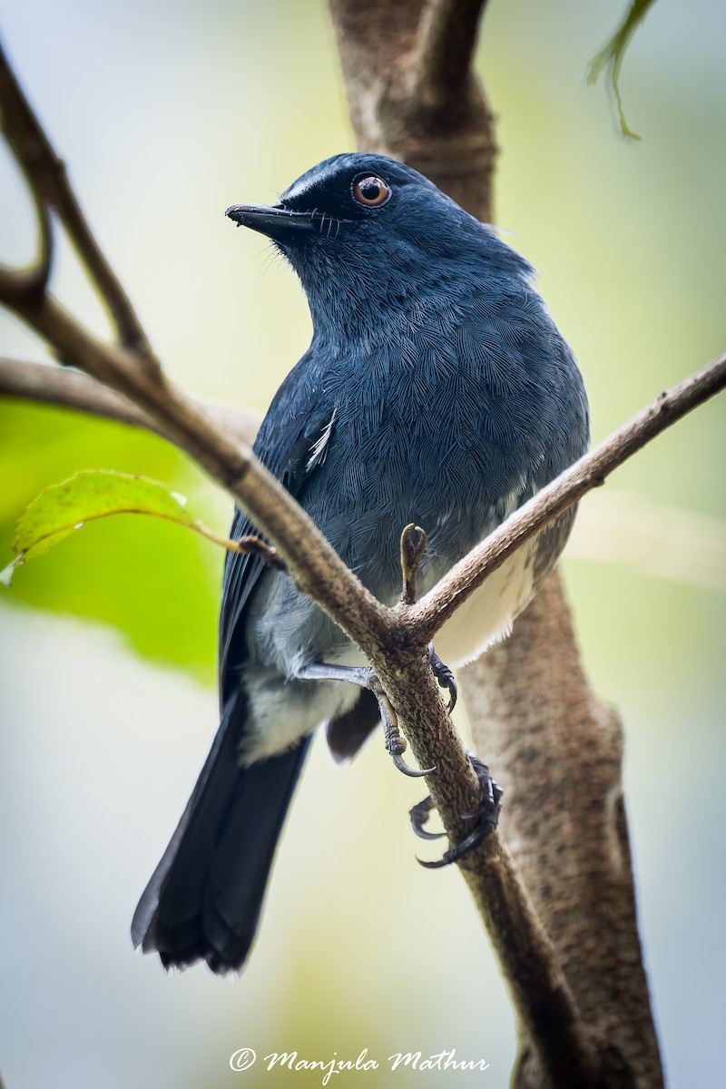 White-bellied Sholakili - ML636157141