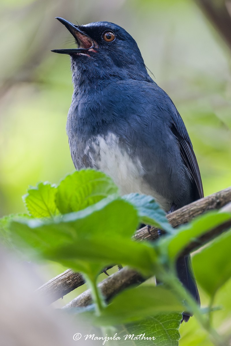 White-bellied Sholakili - ML636157146