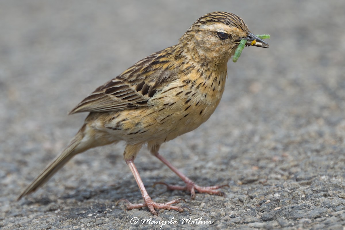 Nilgiri Pipit - ML636157161