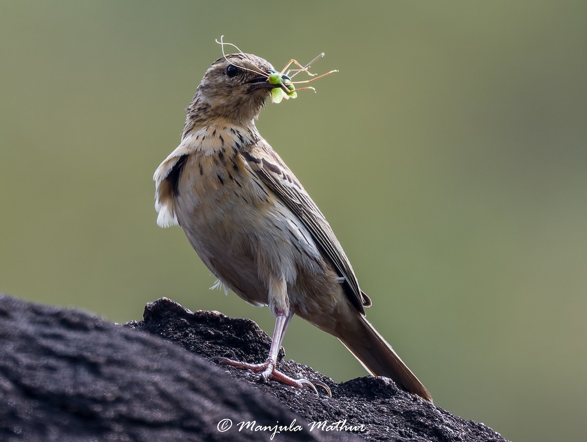 Nilgiri Pipit - ML636157162
