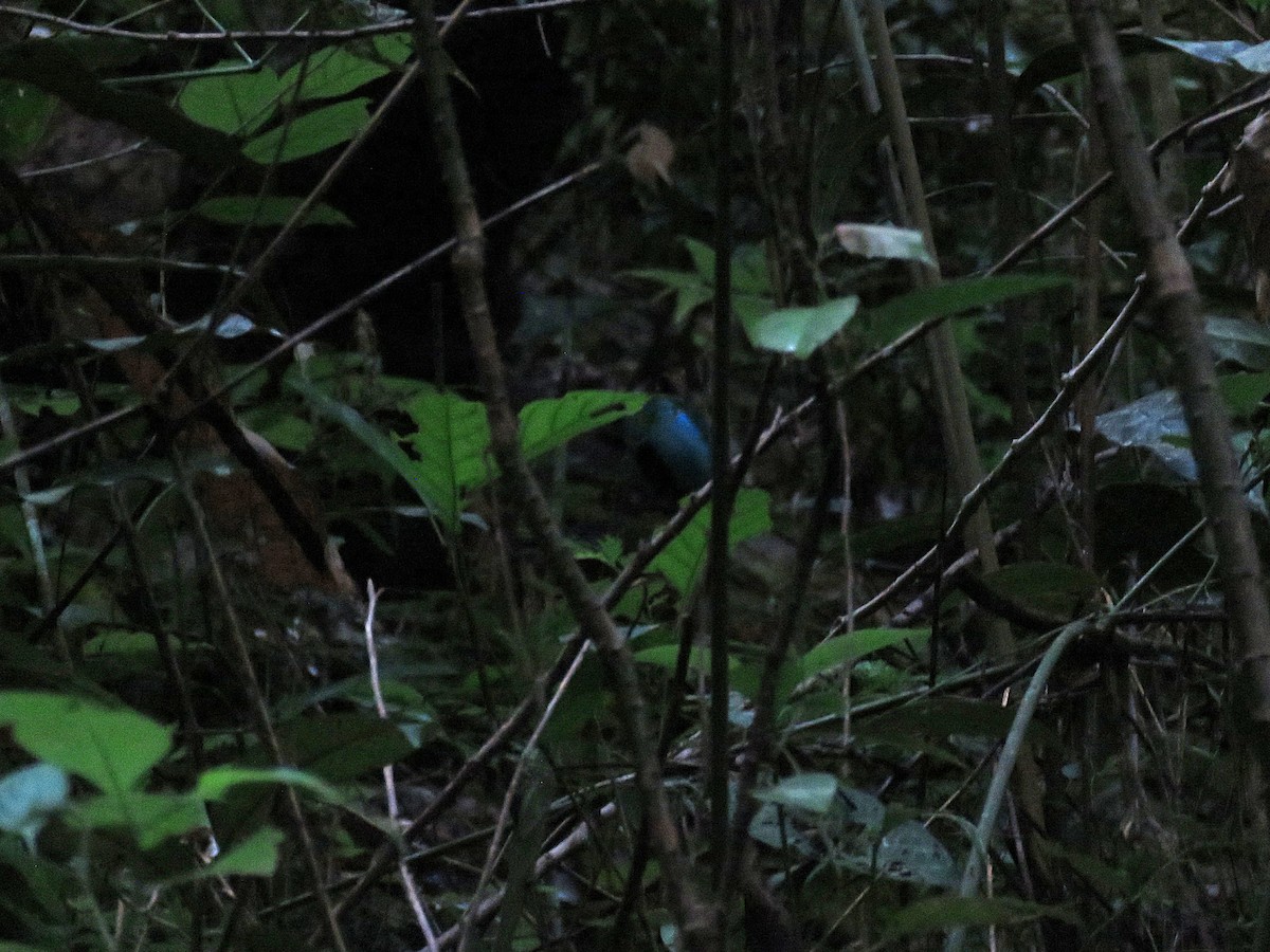 Azure-breasted Pitta - ML636157164
