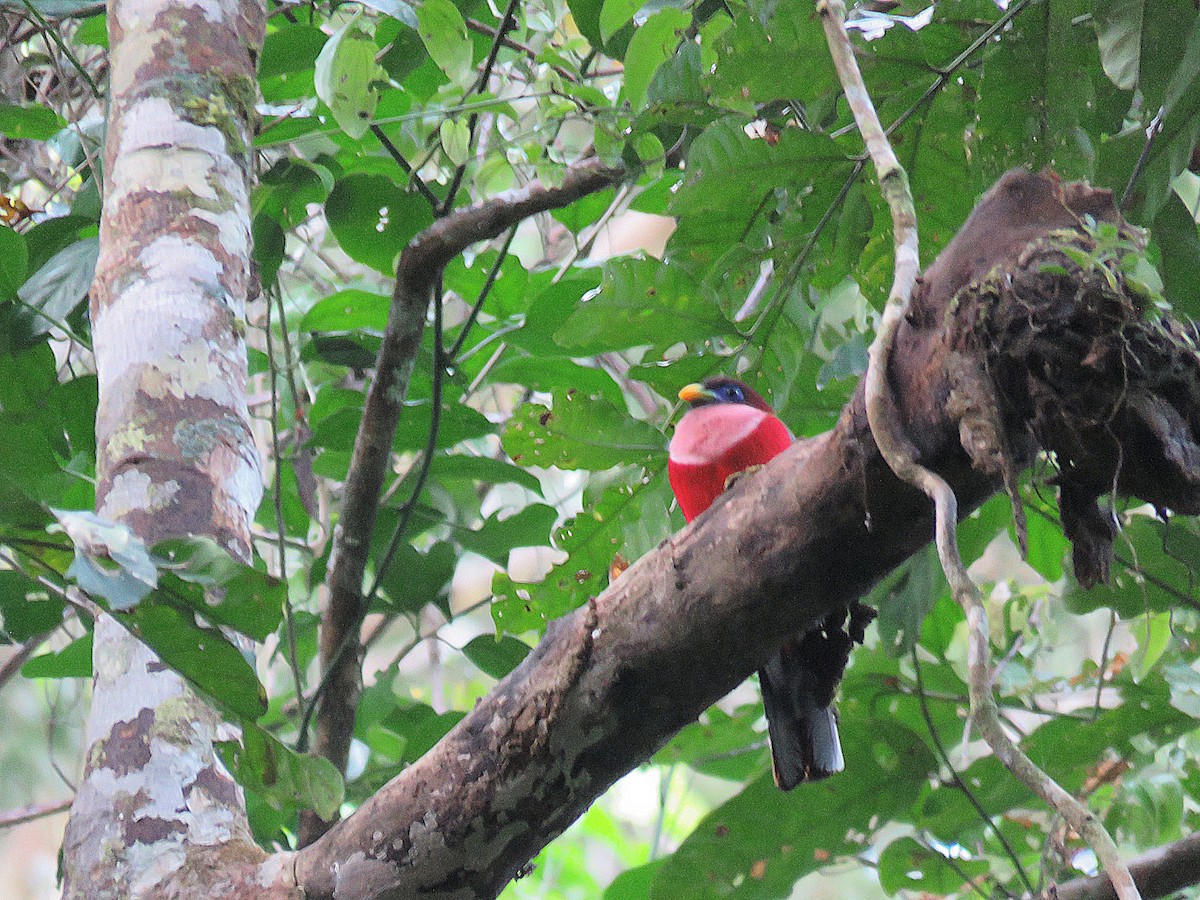 Philippine Trogon - ML636157181