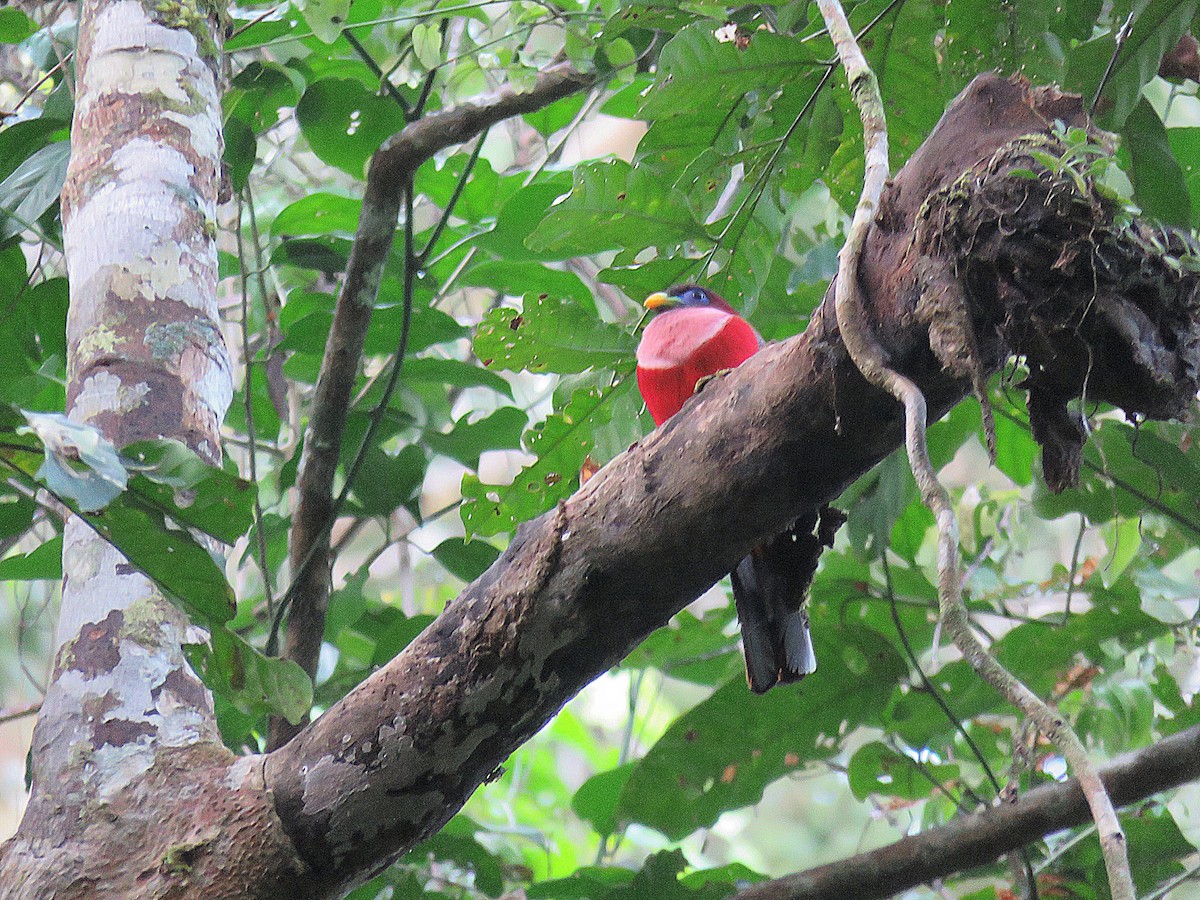 Philippine Trogon - ML636157190