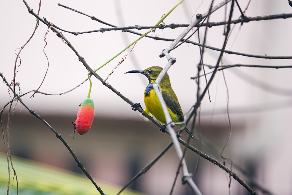Garden Sunbird - ML636157196