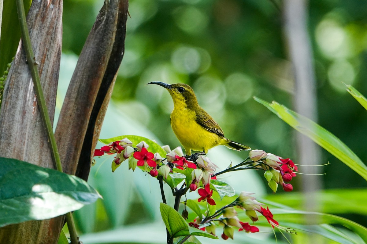 Garden Sunbird - ML636157197