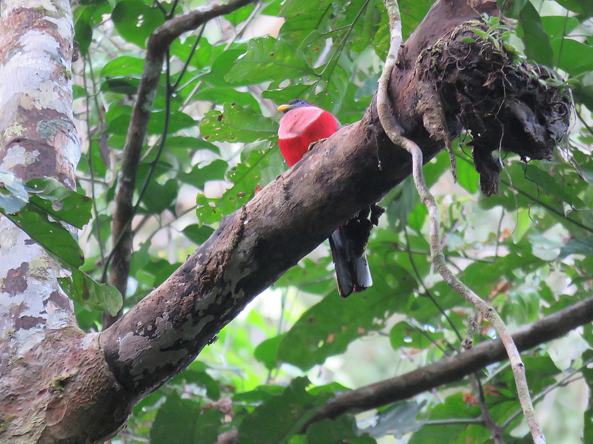 Philippine Trogon - ML636157216
