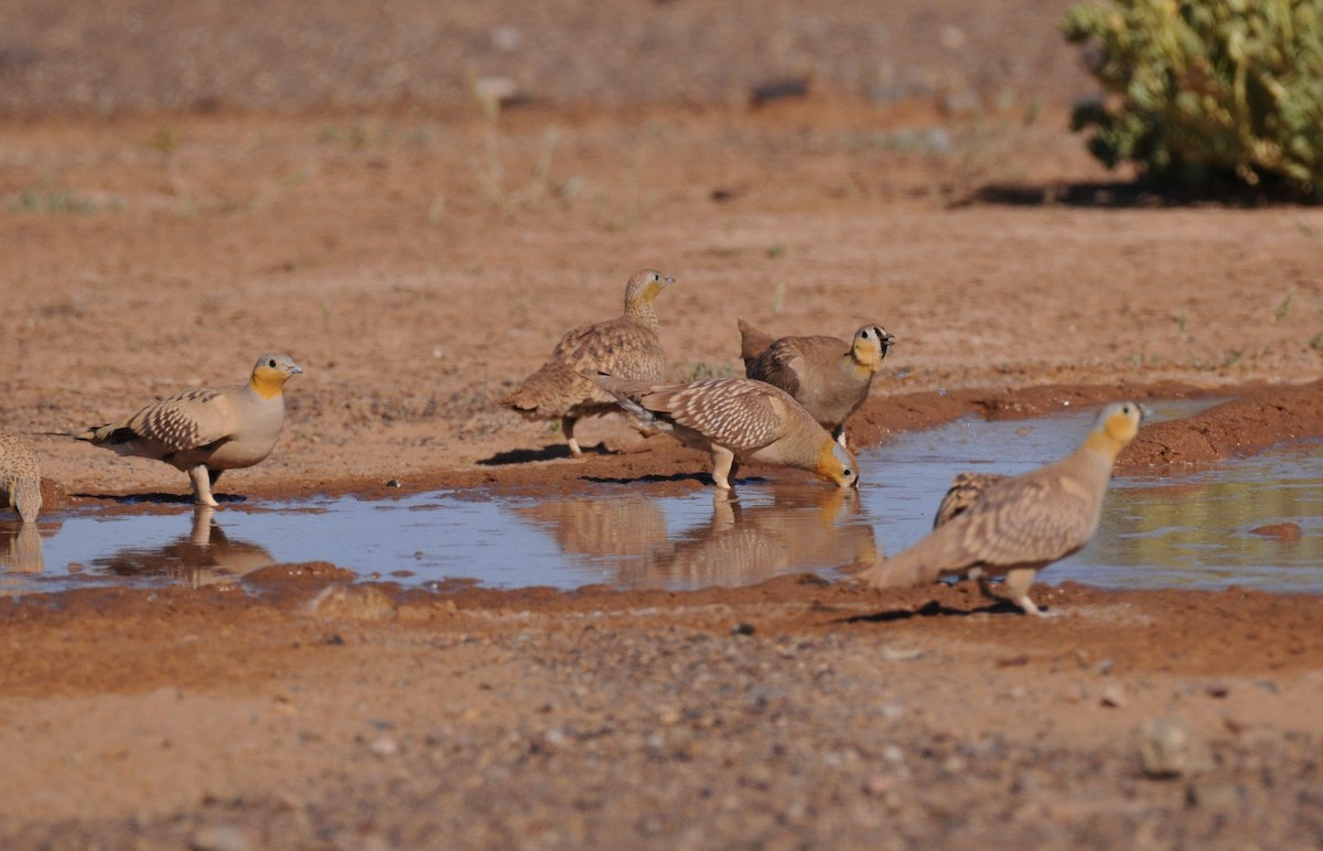 Crowned Sandgrouse - ML636157274