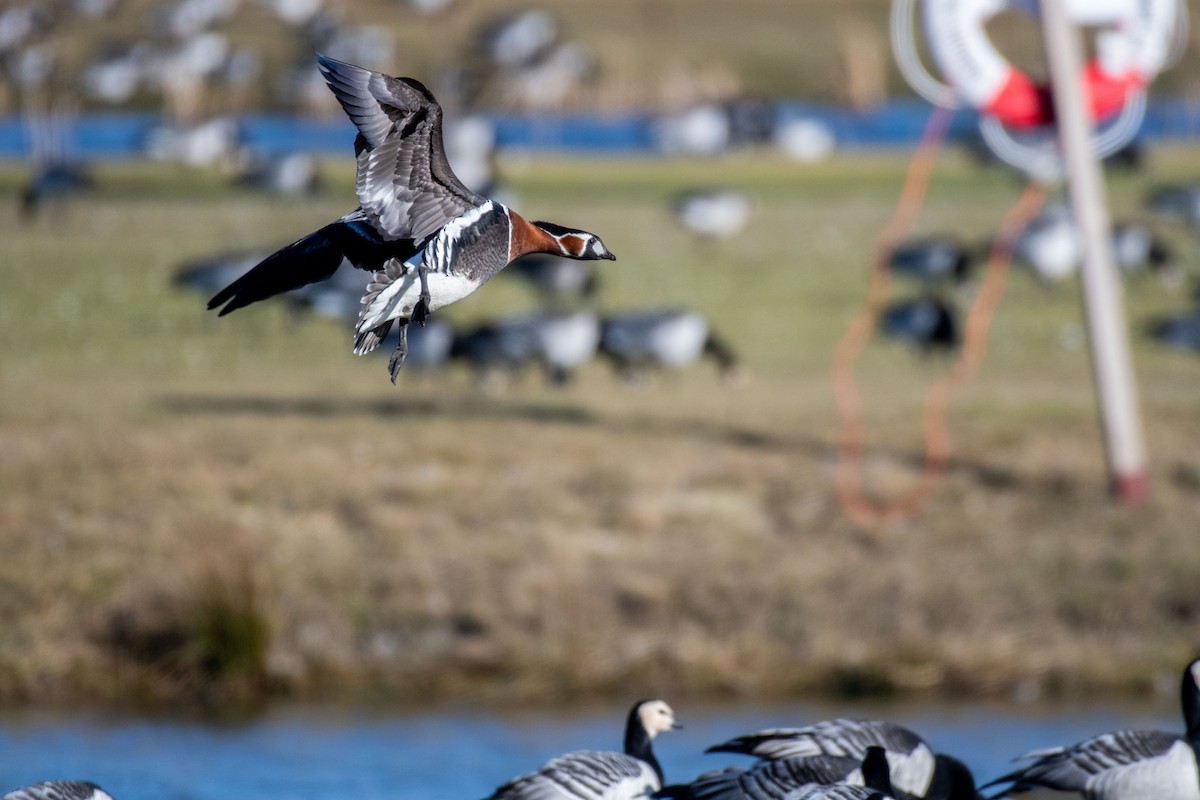 Red-breasted Goose - ML636157334