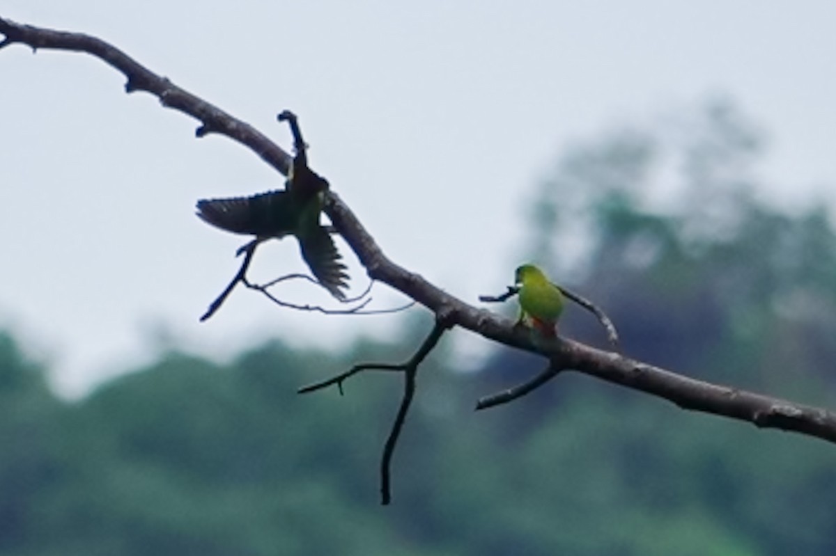 Philippine Hanging-Parrot - ML636157364
