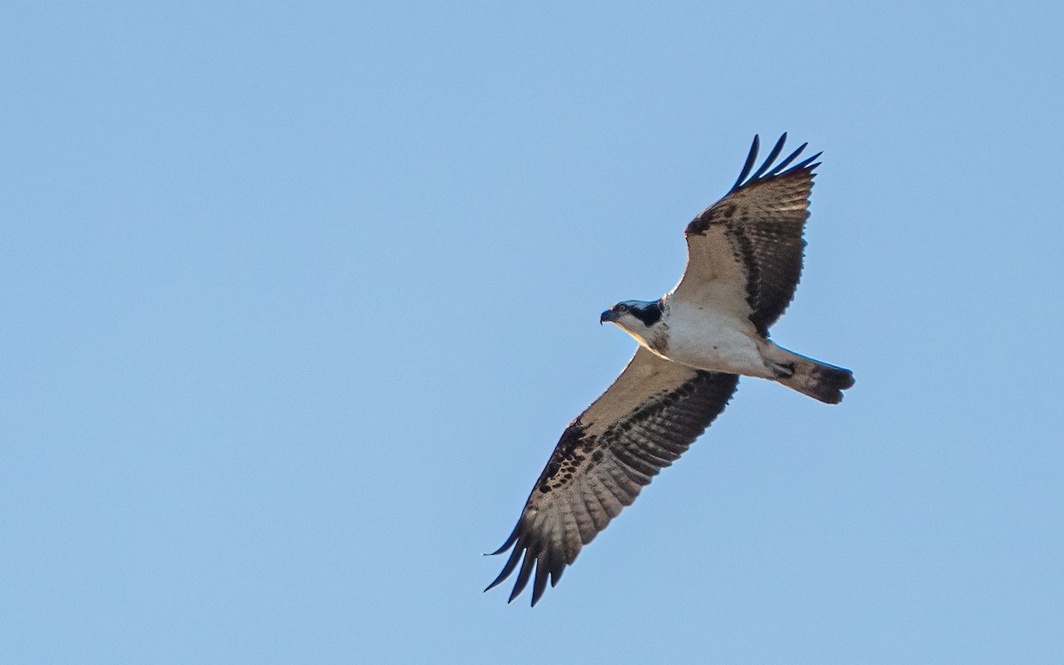 Osprey (Eurasian) - ML636157383