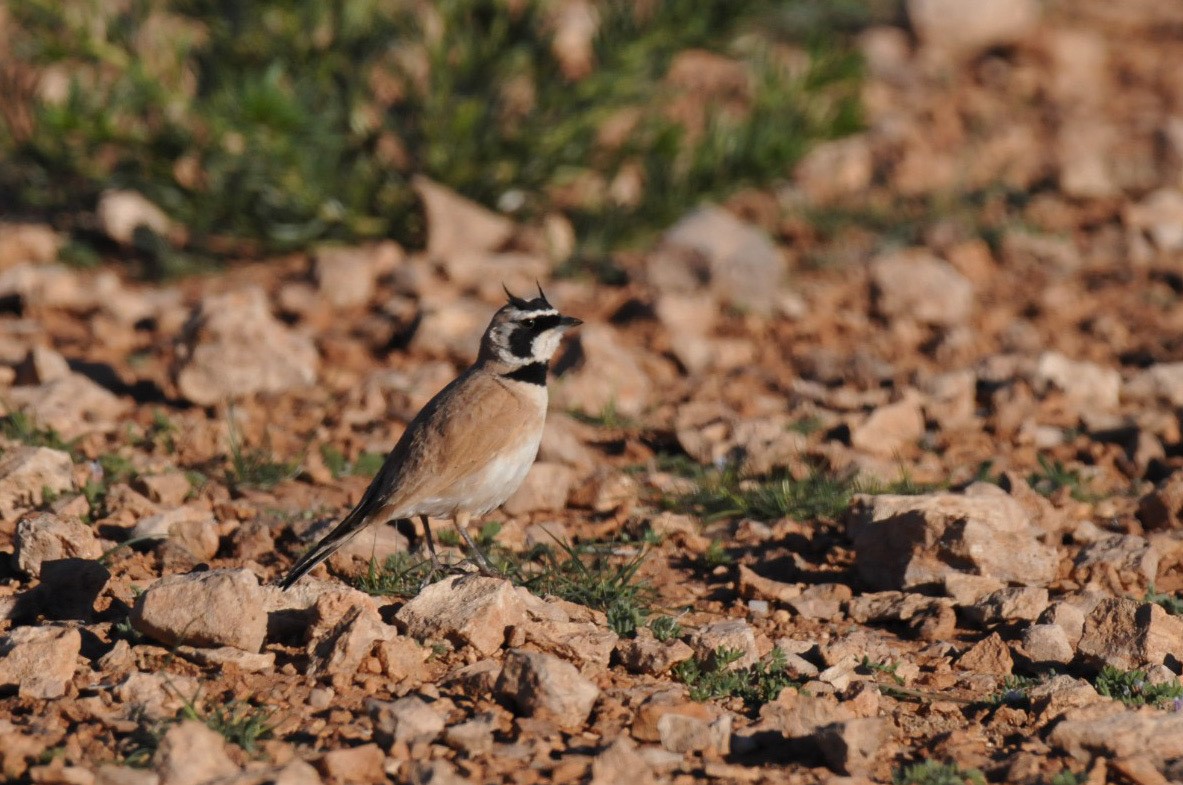 Temminck's Lark - ML636157551
