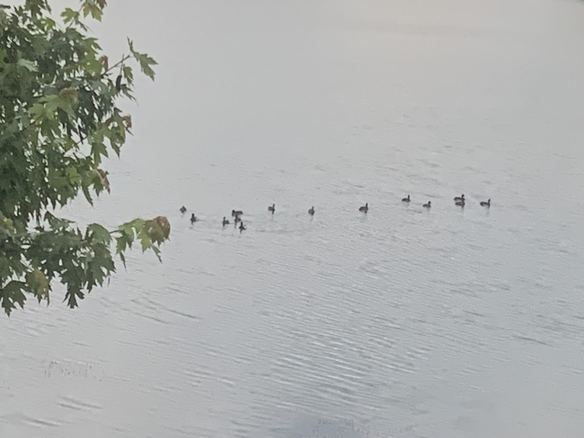 Lesser Scaup - ML636157600