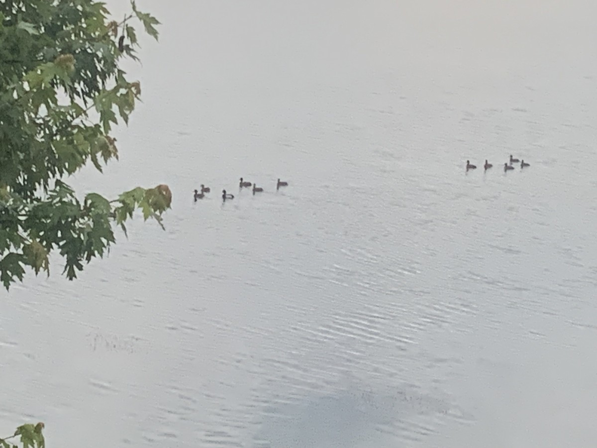 Lesser Scaup - ML636157601