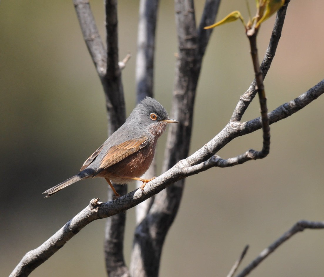 Tristram's Warbler - ML636157628