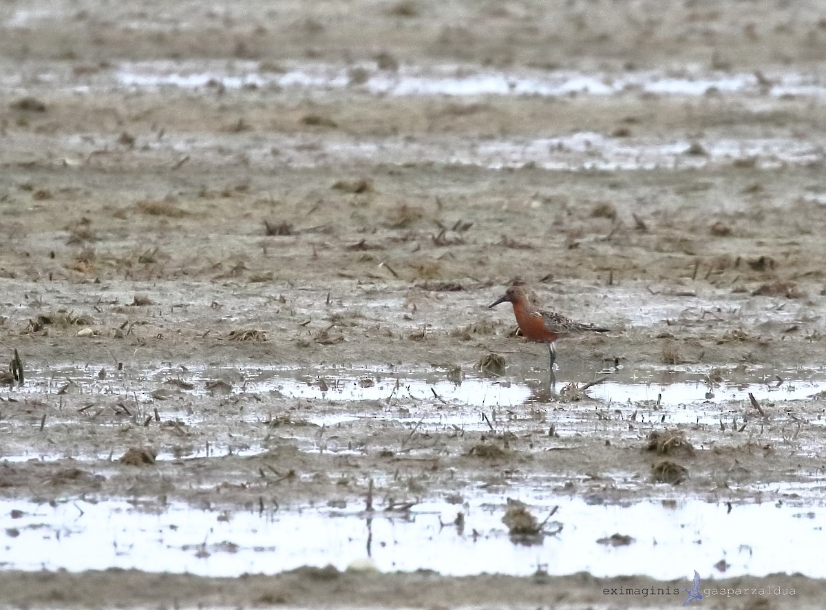 polarsnipe - ML636157656