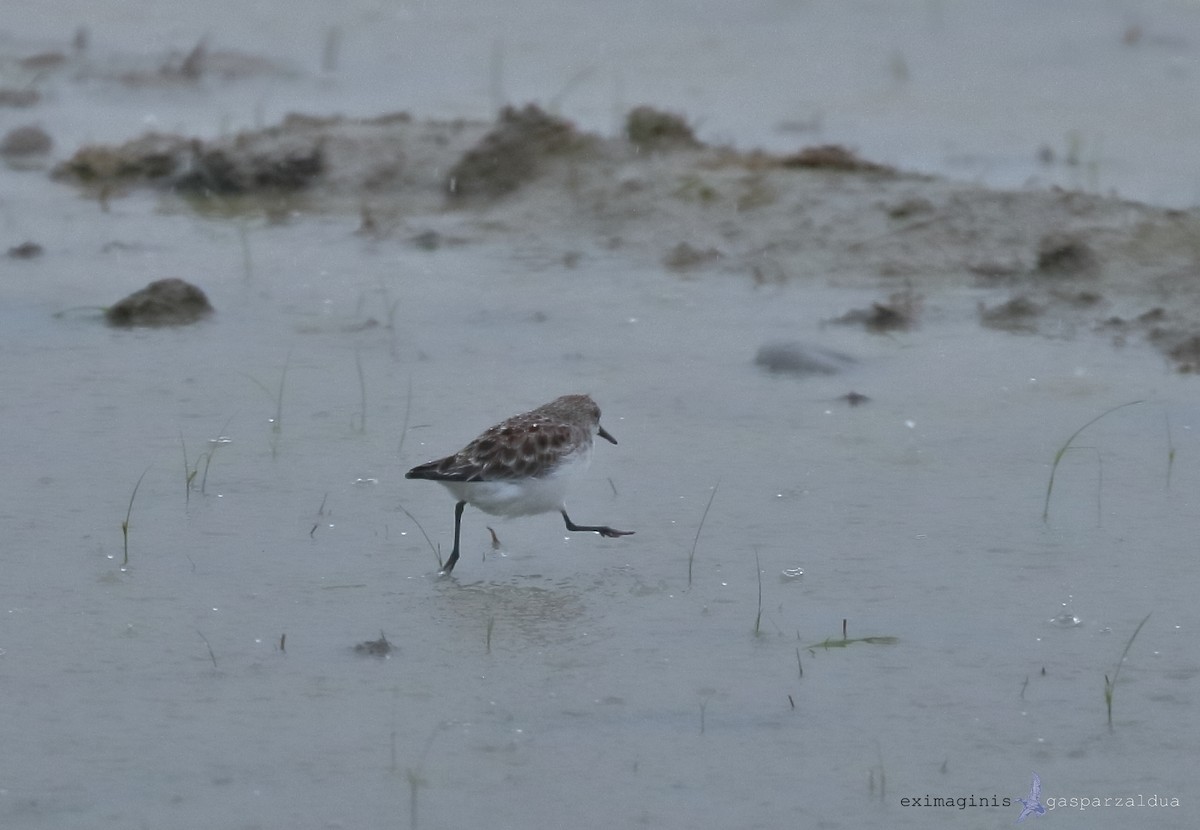dvergsnipe - ML636157683