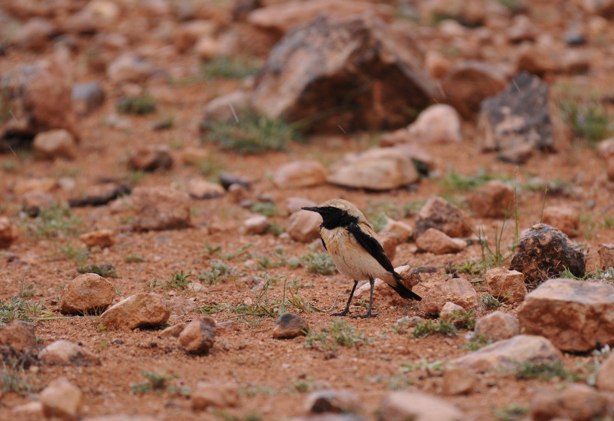 Monachella del deserto - ML636157687