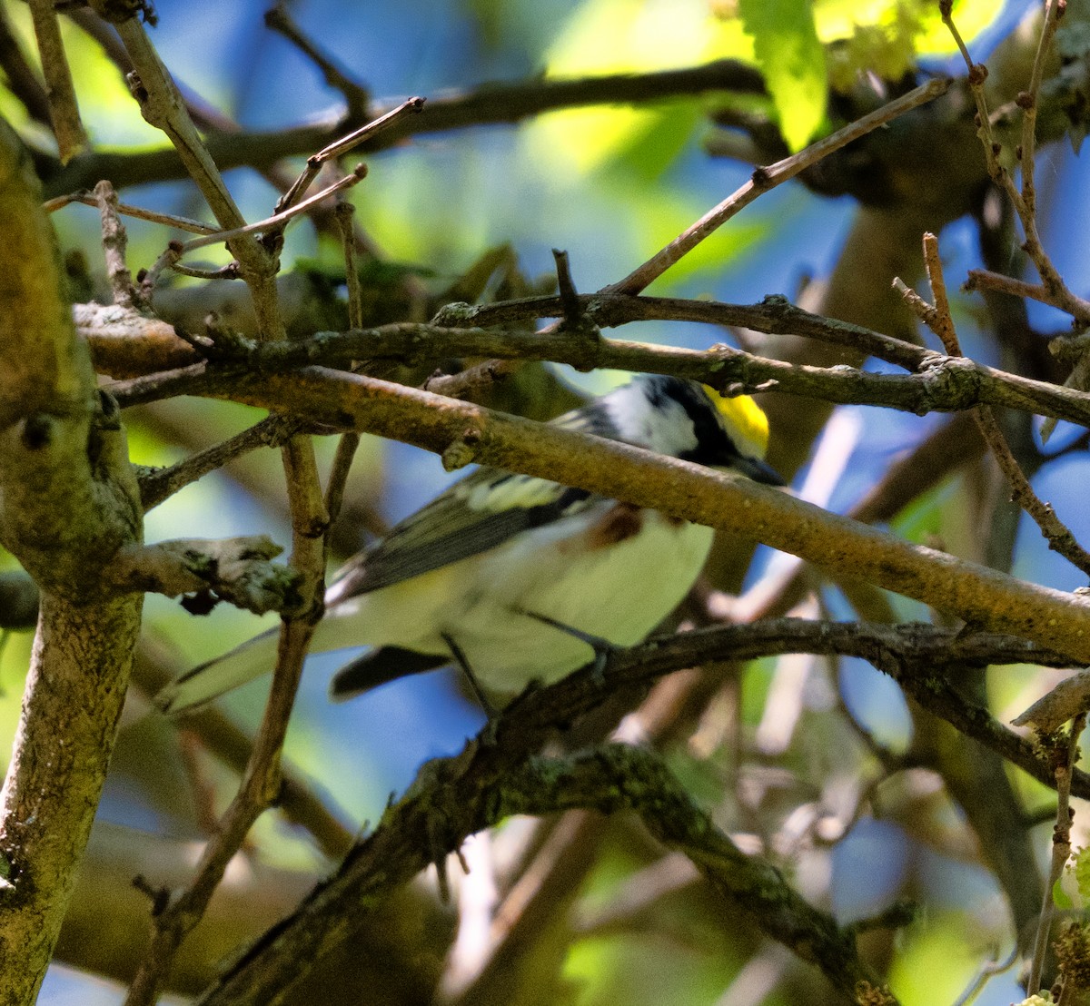 Chestnut-sided Warbler - ML636157743