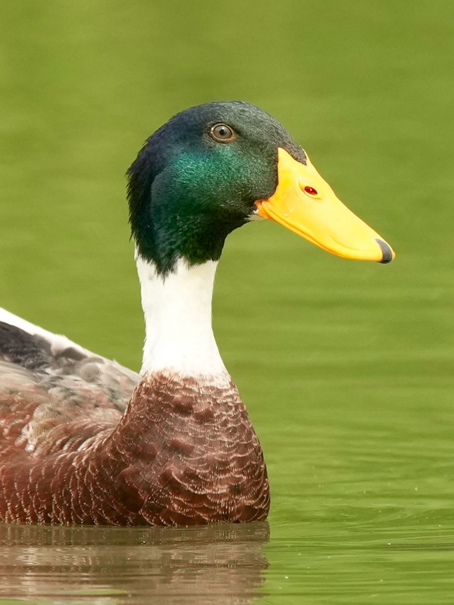 Зэрлэг нугас - ML636157950