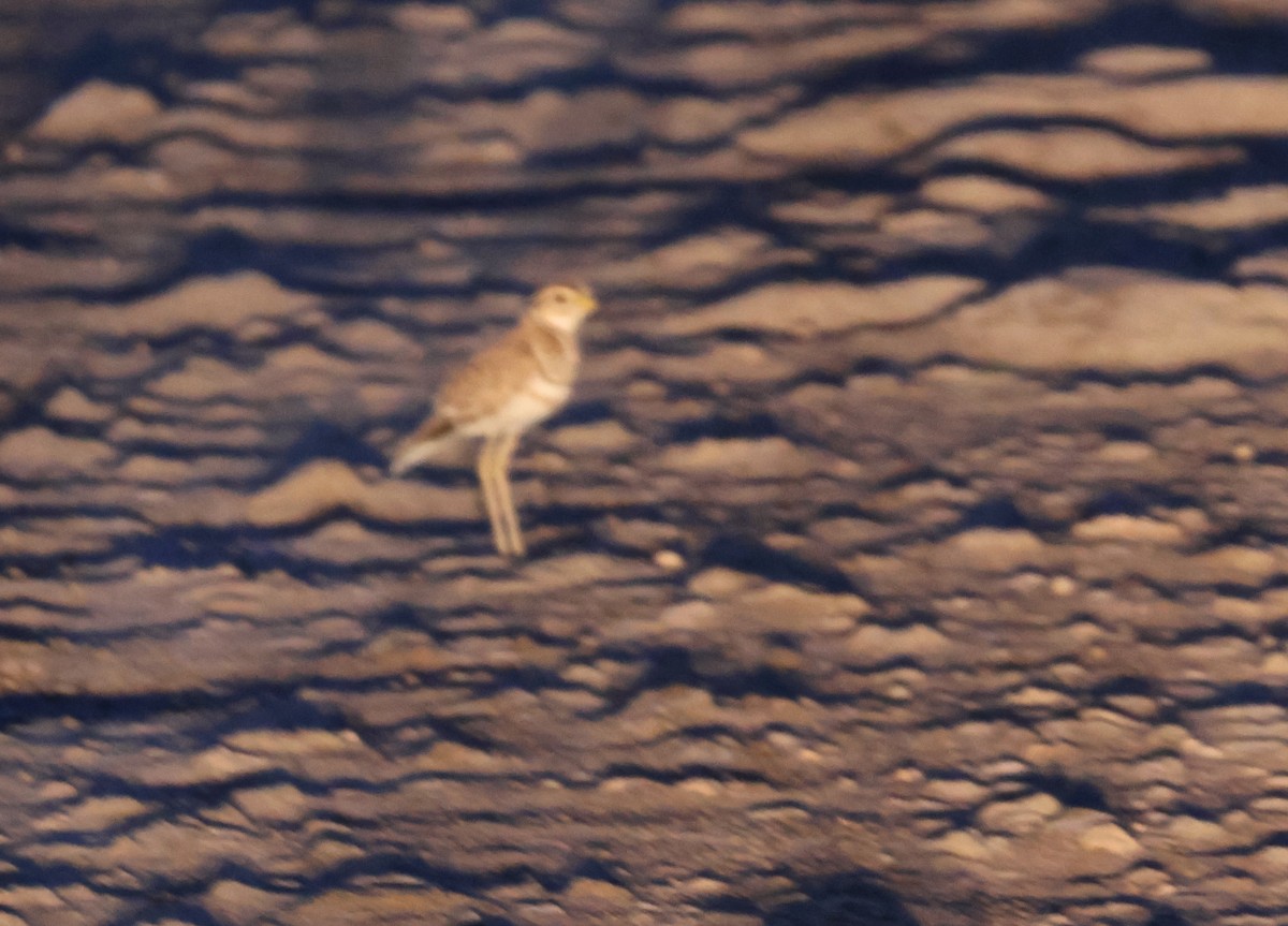 Three-banded Courser - ML636157957