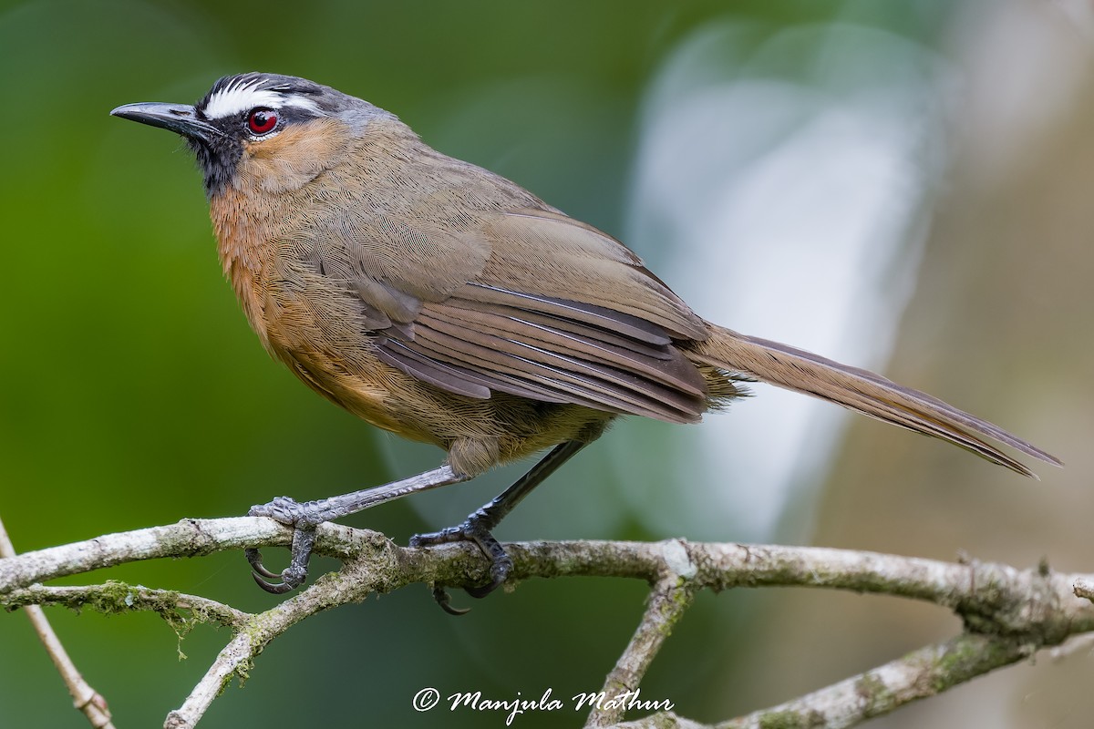 Nilgiri Laughingthrush - ML636158249