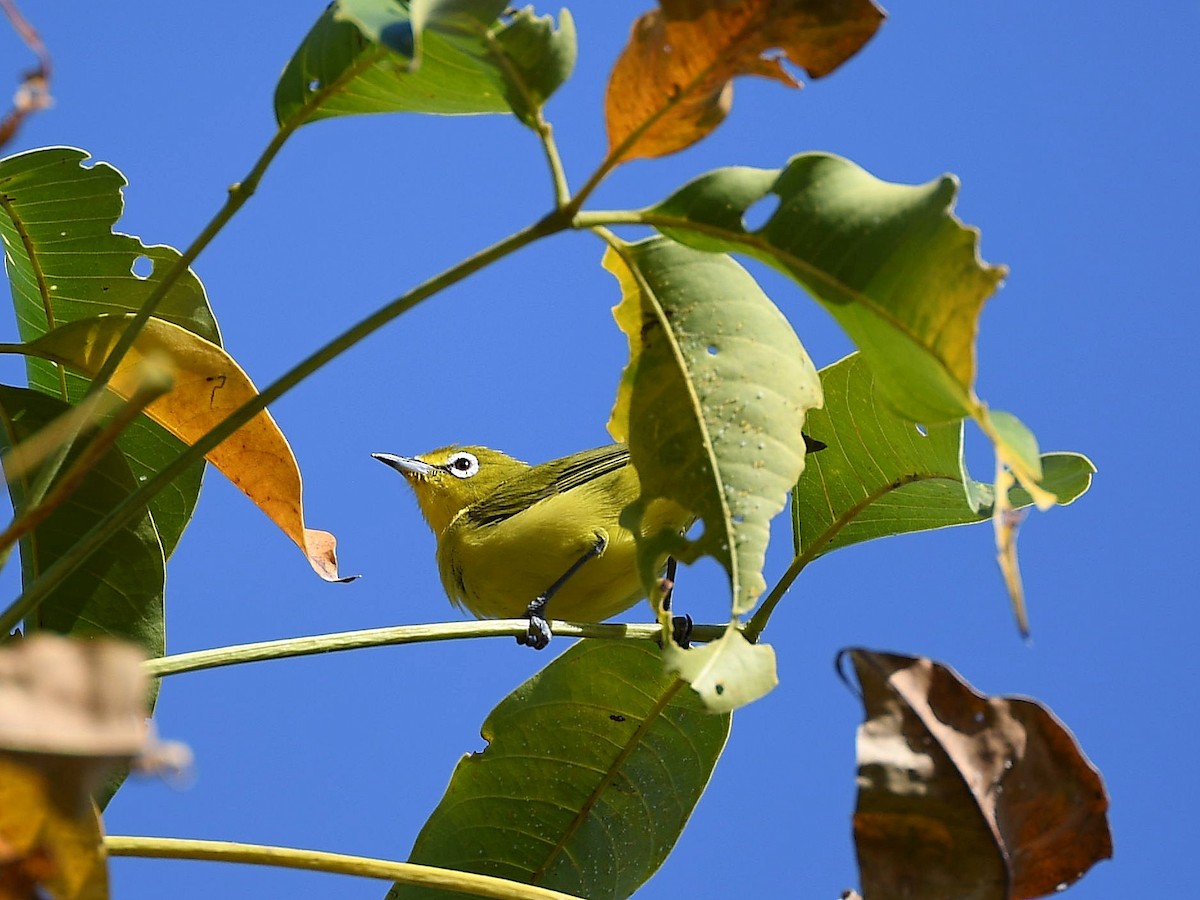 Australian Yellow White-eye - ML636158305