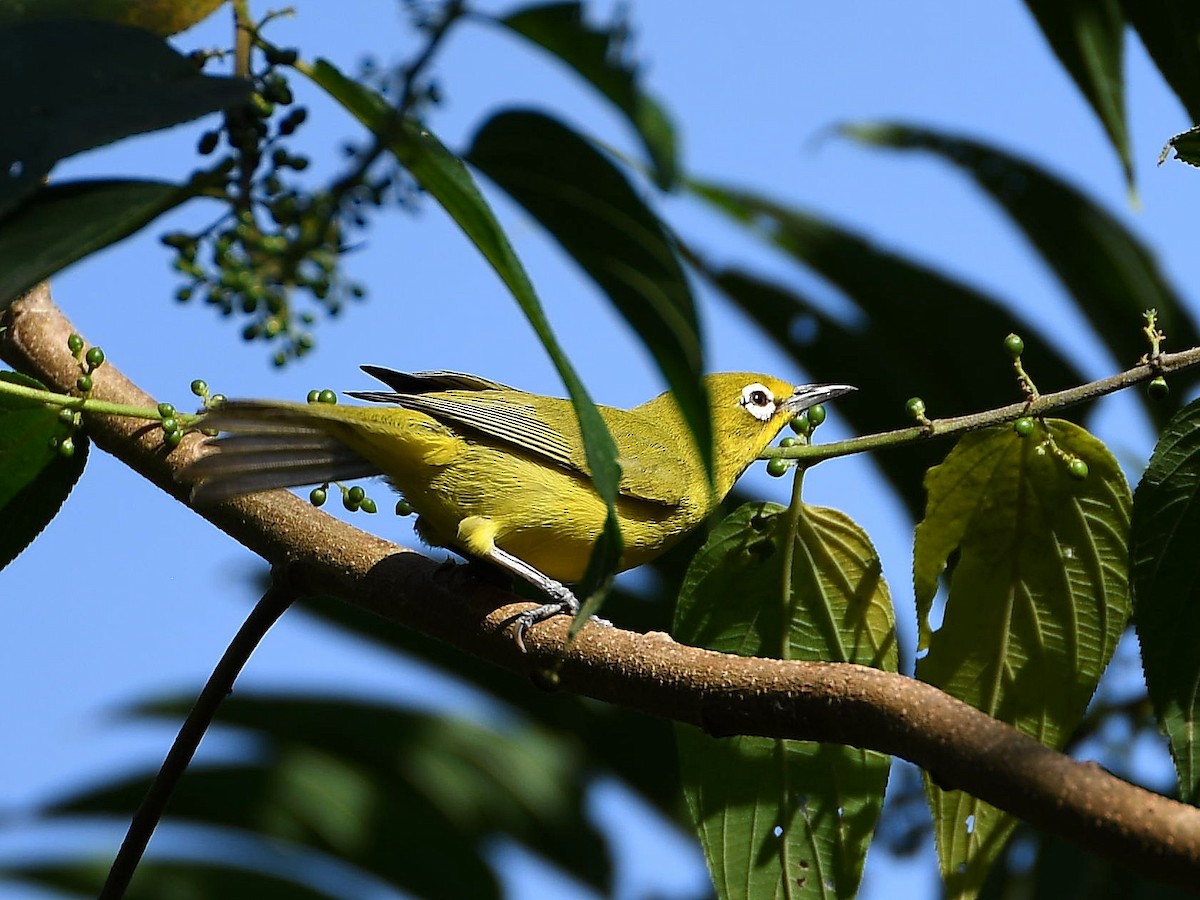 Australian Yellow White-eye - ML636158306