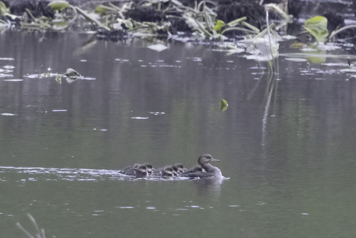 Hooded Merganser - ML636158626