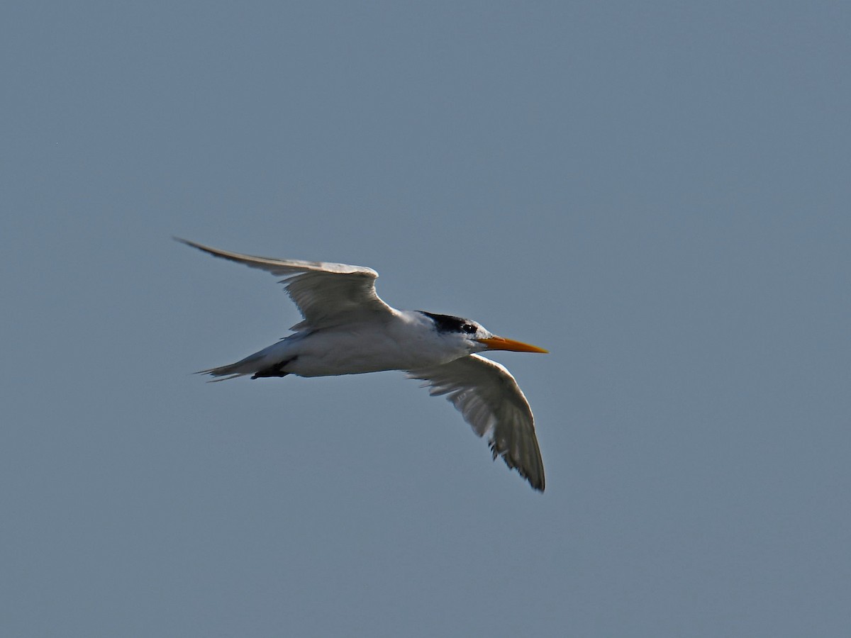 Lesser Crested Tern - ML636158634