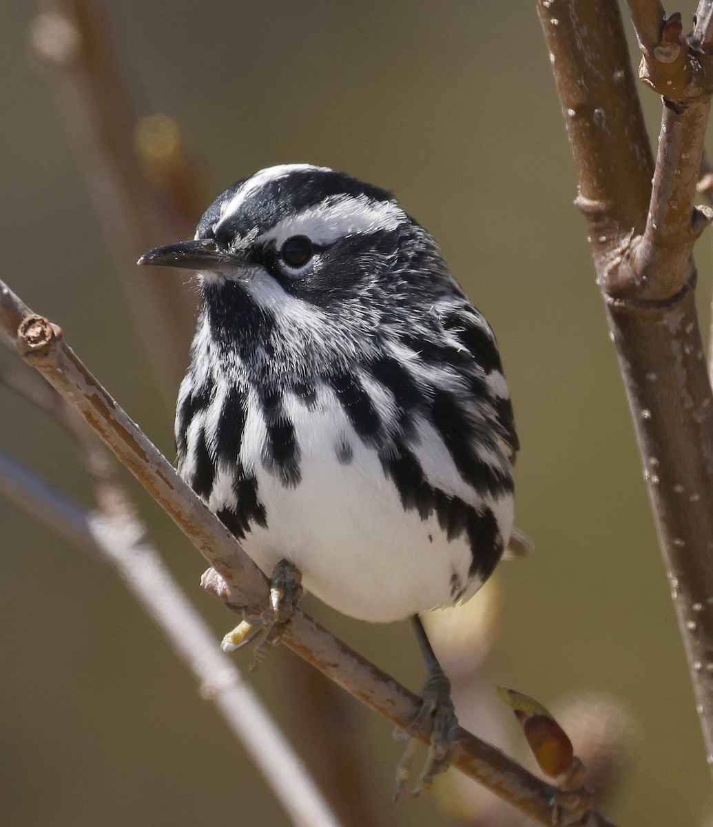 Black-and-white Warbler - ML636158675